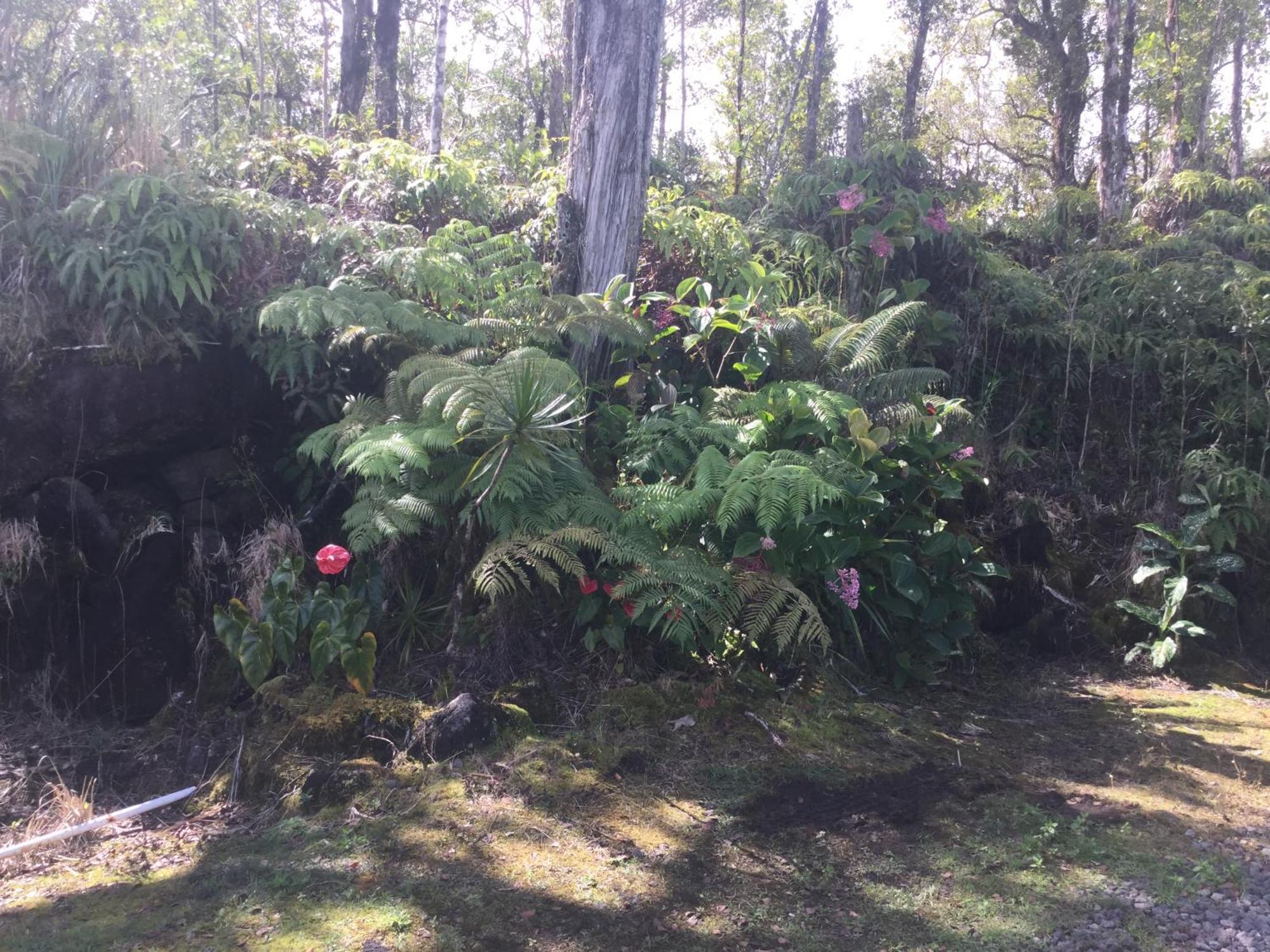 Mountain View Simply Convenient Tropical Country Studio المظهر الخارجي الصورة